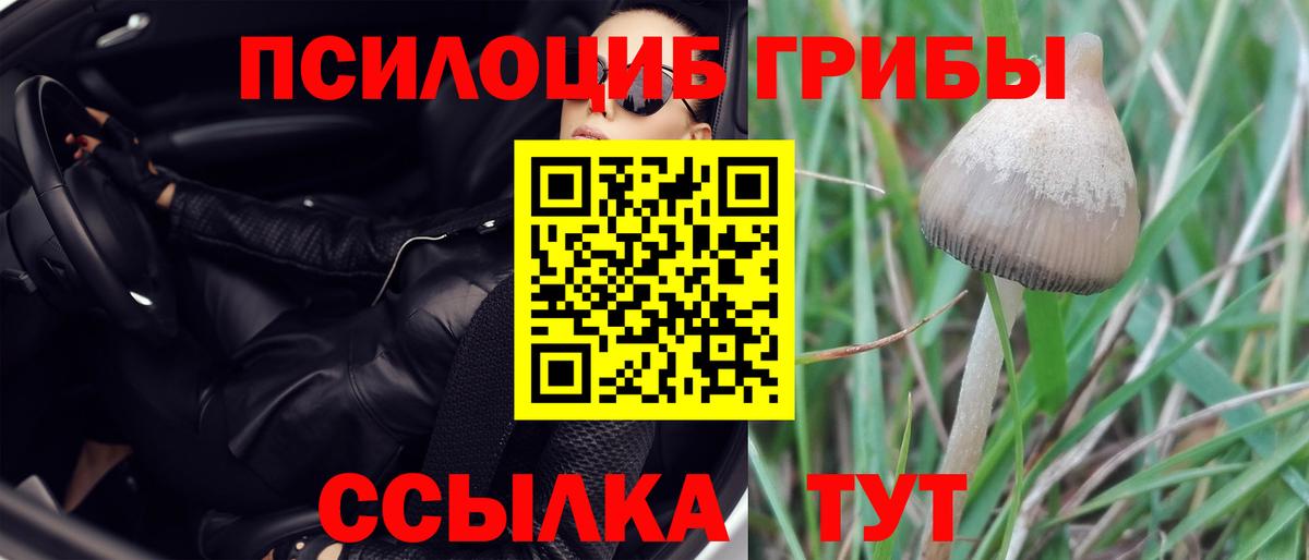 Галлюциногенные грибы Psilocybine cubensis Магнитогорск